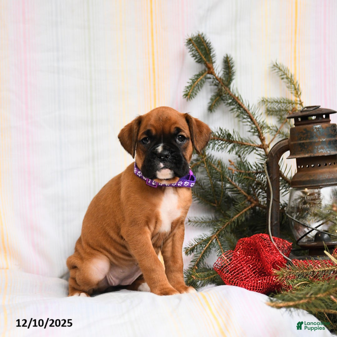 Boxer dogs for sale: Gloria - Ad 5