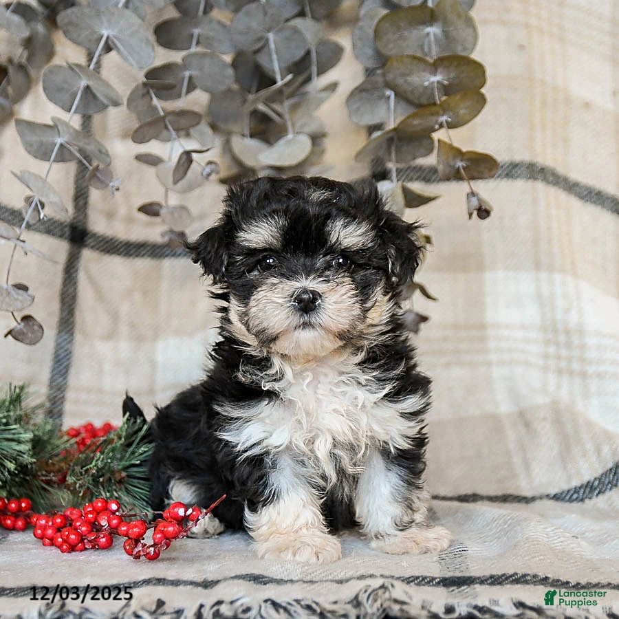Maltipoo dogs Daisy - Ad 30