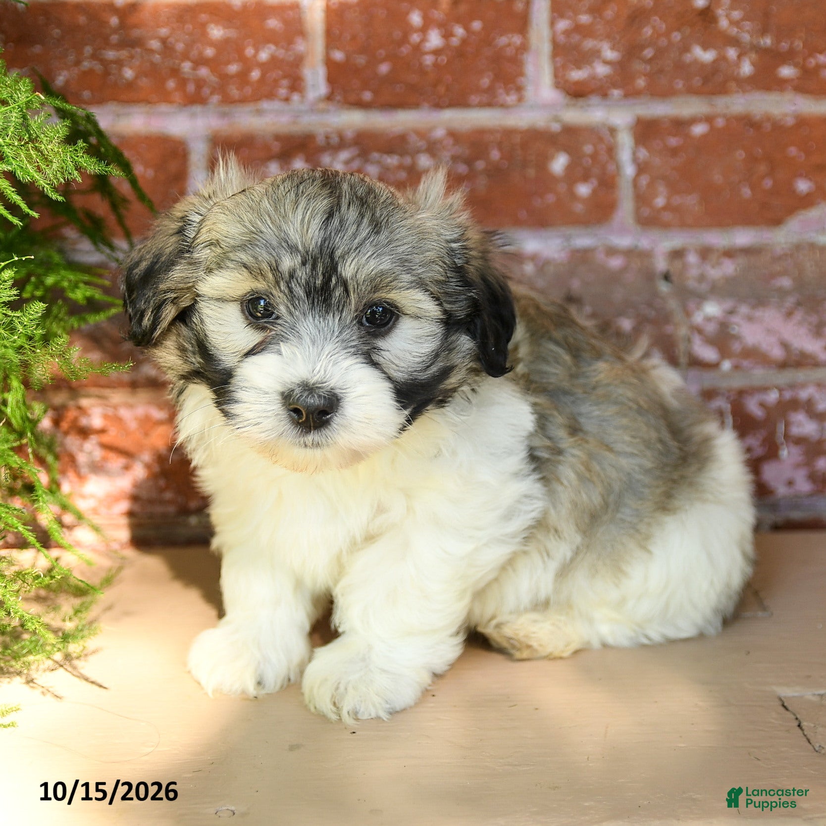 Havanese dogs Logan  - Ad 1