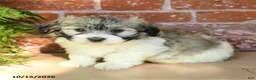 Havanese dogs for sale: Logan  - Ad 1