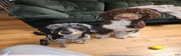 Bernedoodle dogs for sale: Princess - Ad 8