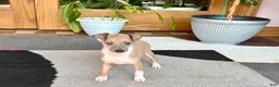 Italian Greyhound dogs for sale: Italian Greyhound male 3 Fawn boy  - Ad 7