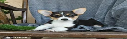 Welsh Corgi Pembroke dogs for sale: Fluffy - Ad 3