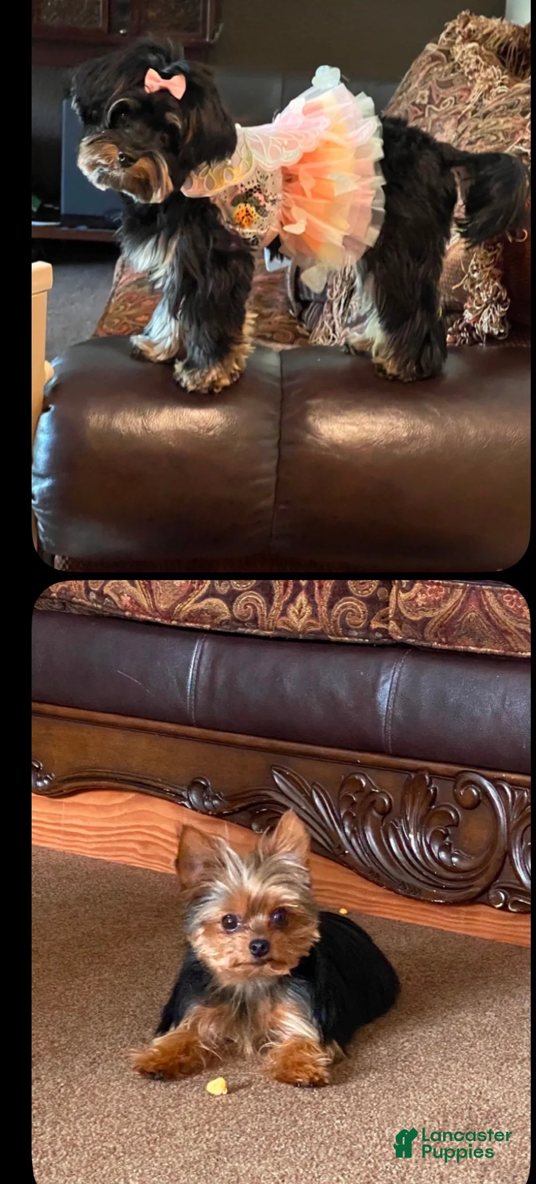 Yorkshire Terrier dogs for sale: Yorkshire Terrier 1 - Ad 2