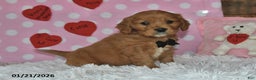 Miniature Golden Retriever dogs for sale: Poochy - Ad 2