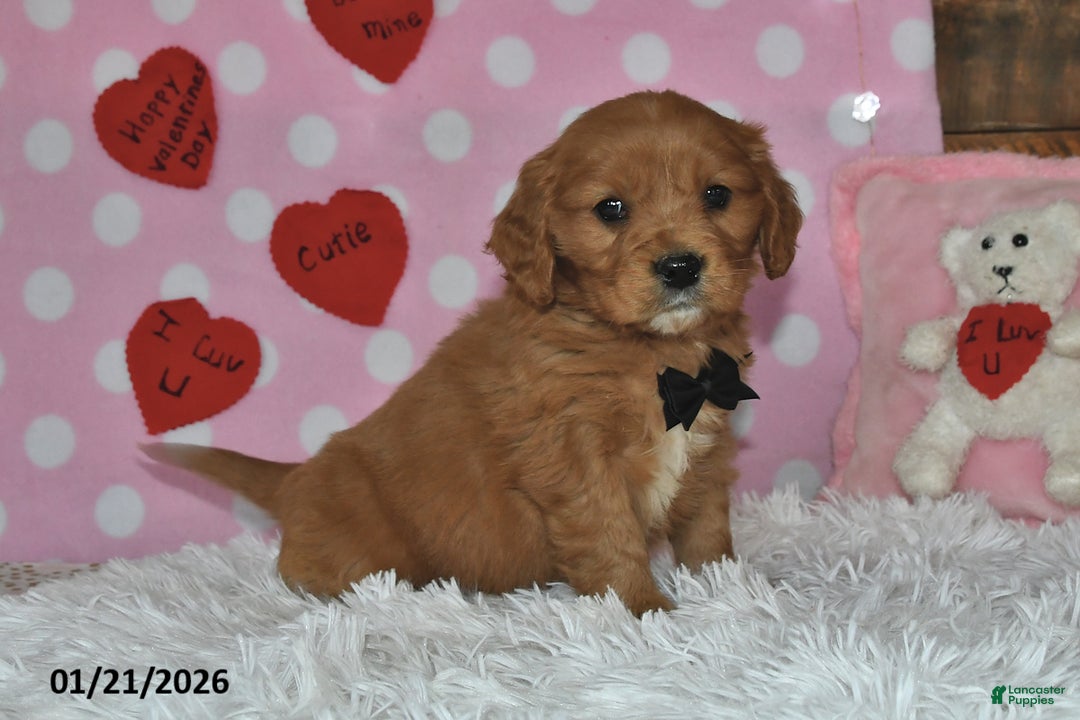 Miniature Golden Retriever dogs for sale: Poochy - Ad 2