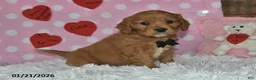 Miniature Golden Retriever dogs for sale: Poochy - Ad 6