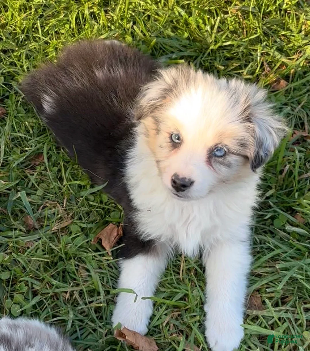 Miniature Australian Shepherd dogs for sale: Buckeye - Ad 1