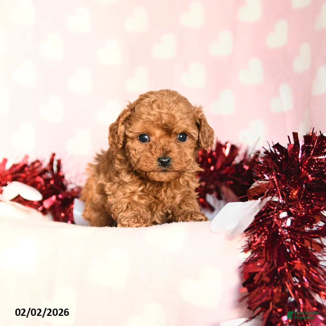 Toy Poodle dogs for sale: Lucy - Ad 4