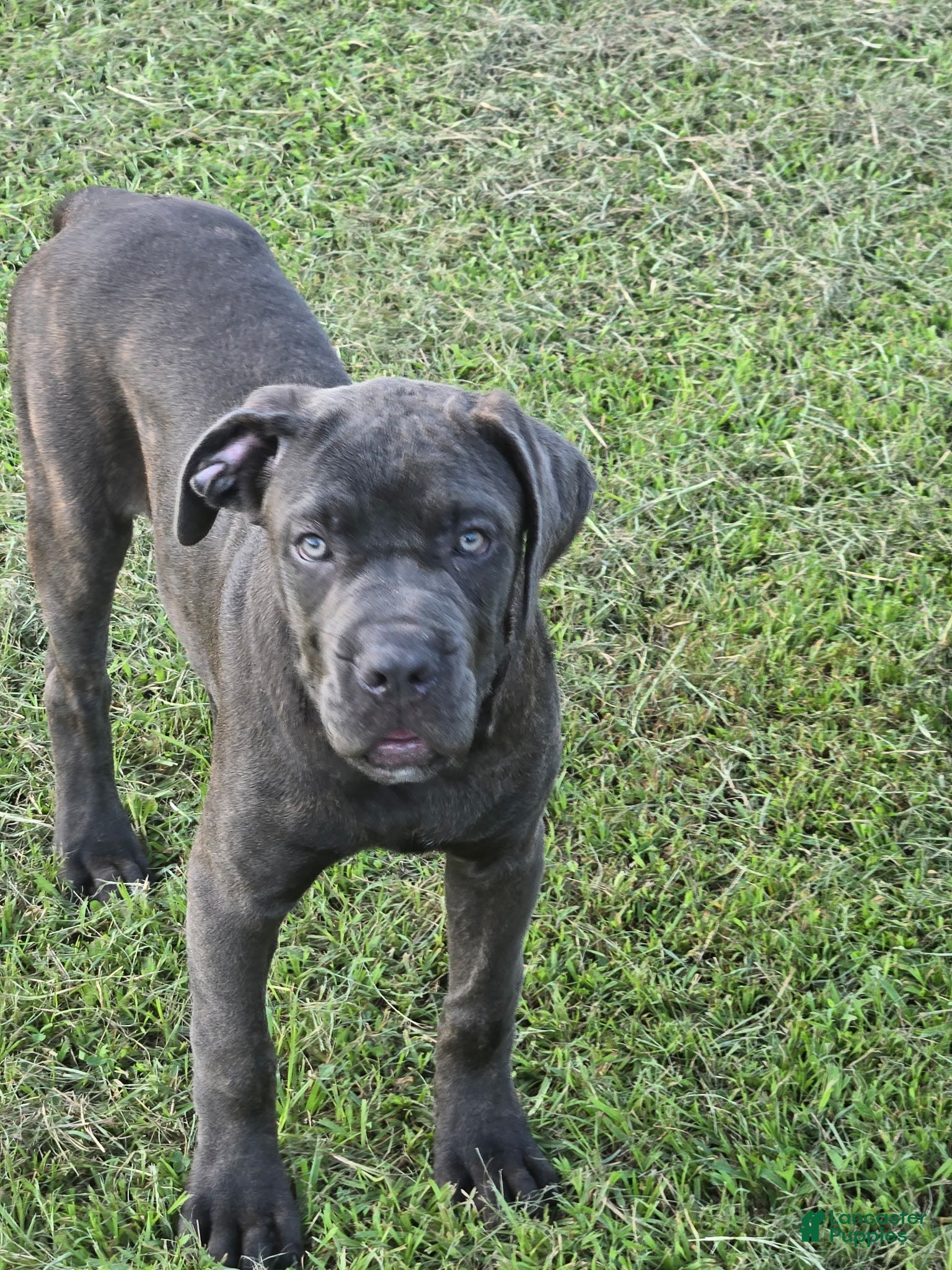 Cane Corso dogs Cane Corso 5 - Ad 2