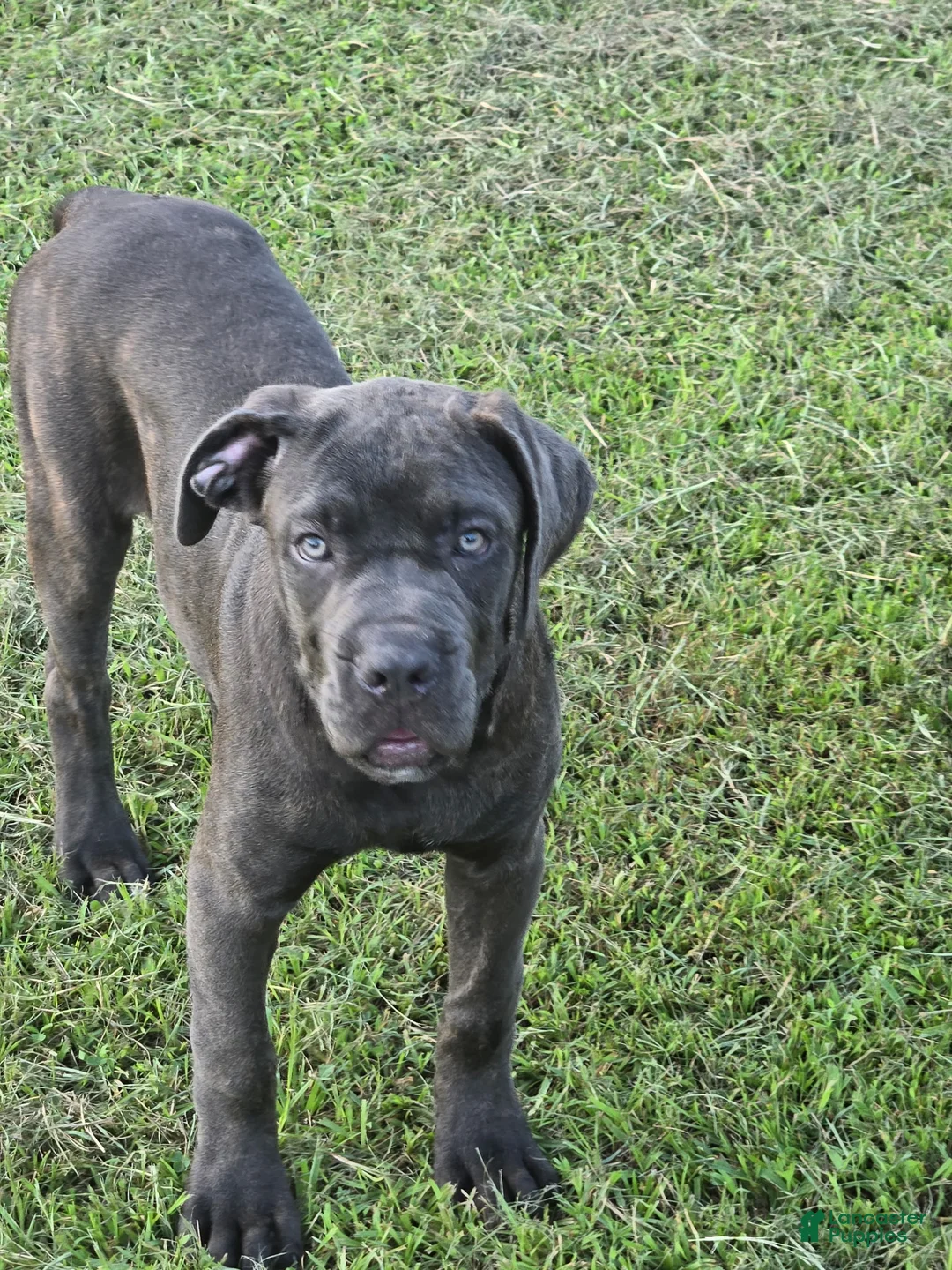Cane Corso dogs for sale: Cane Corso 5 - Ad 2
