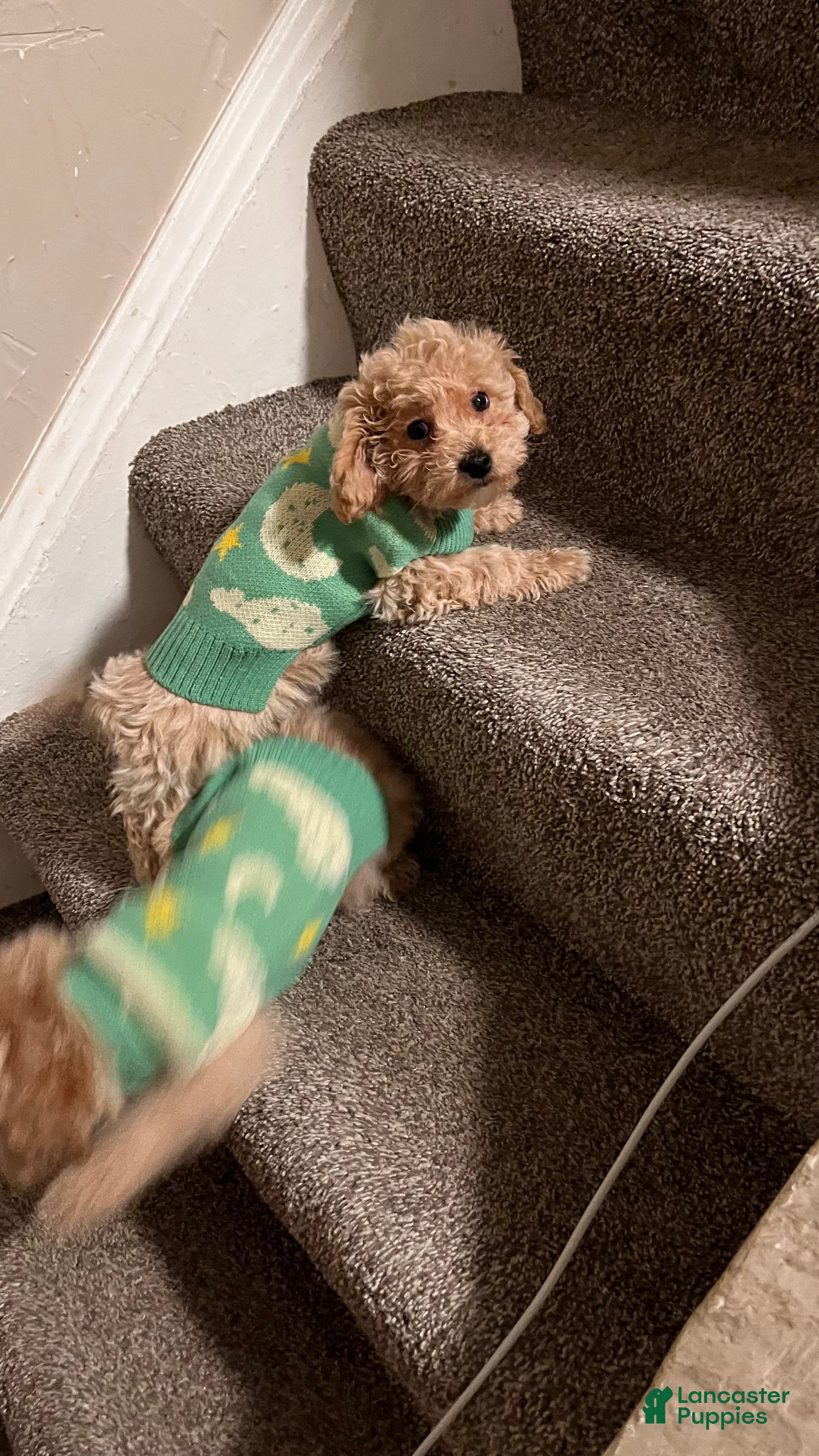 Bichpoo dogs Benji - Ad 32