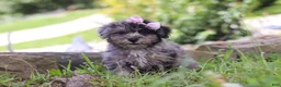 Yorkiepoo dogs for sale: Stella - Ad 5