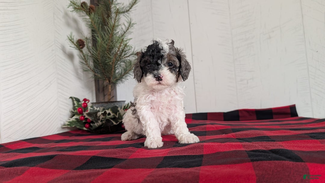 Cockapoo dogs for sale: Saint - Ad 6