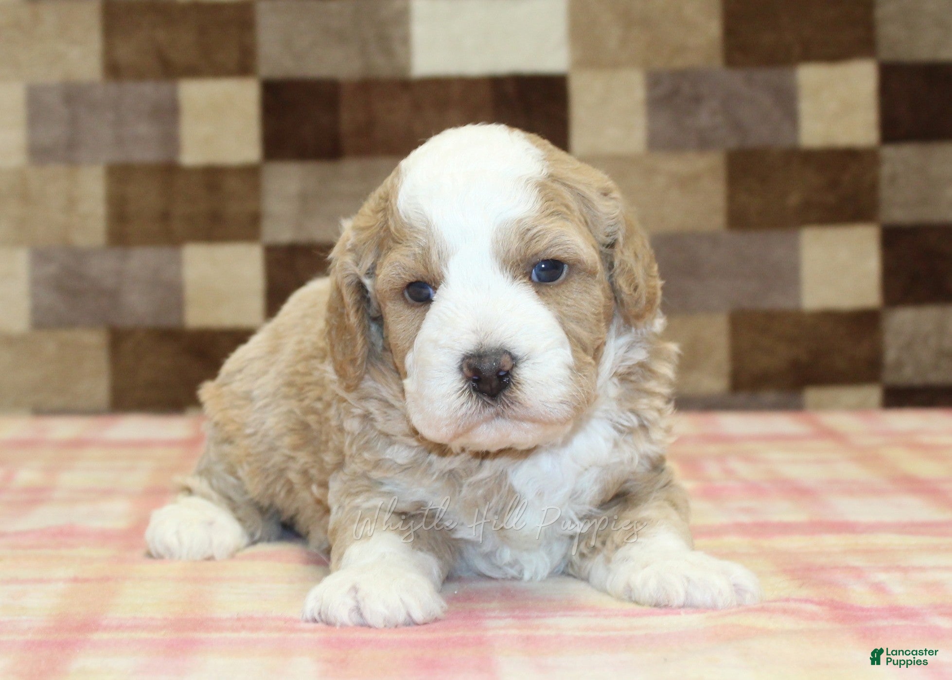 Mini Bernedoodle dogs Rocky - Ad 2