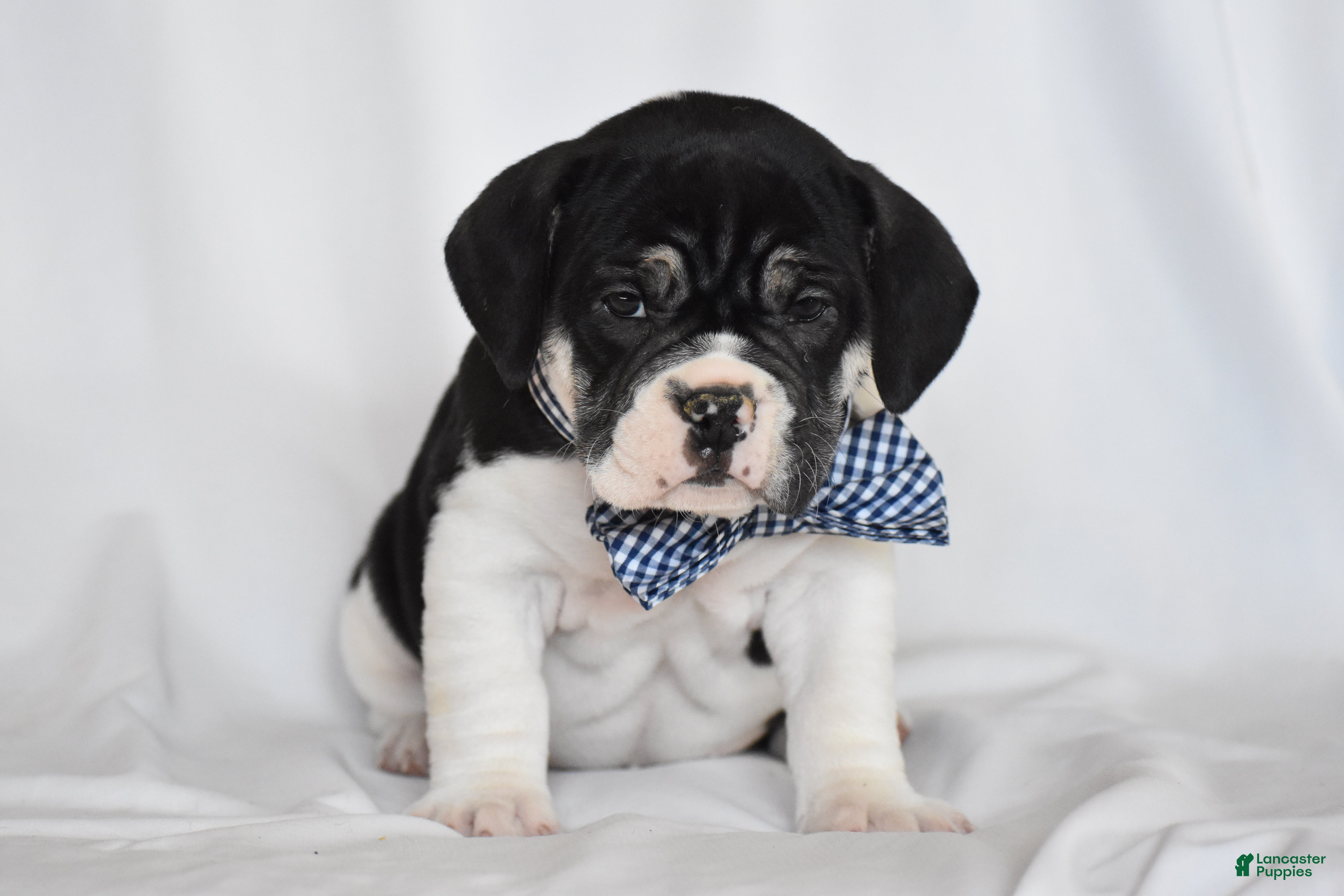 Beabull dogs Jasemine - Ad 1