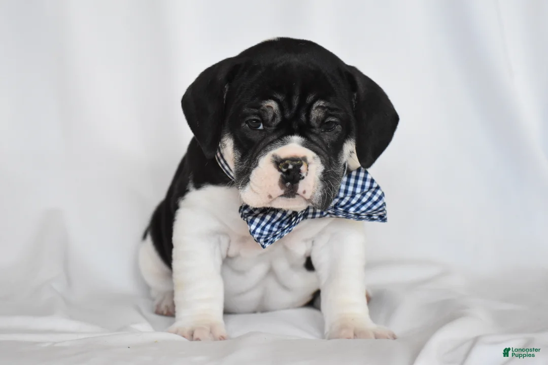 Beabull dogs for sale: Jasemine - Ad 1