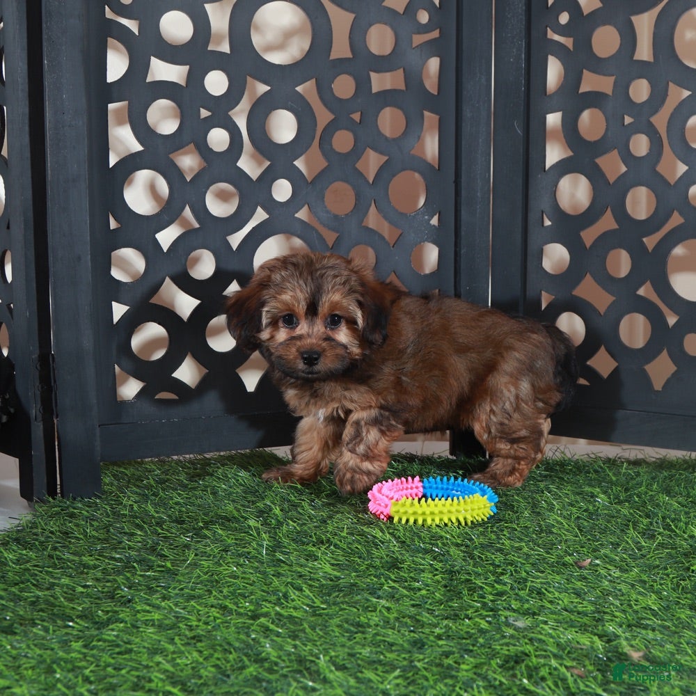 Yorkiepoo dogs Cupcake Sweet Chocolate Yorkiepoo Puppy - Ad 2