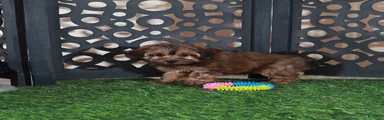 Cupcake Sweet Chocolate Yorkiepoo Puppy