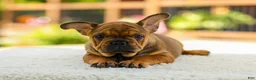 French Bulldog dogs for sale: Olivia – Fawn Brindle - Ad 5