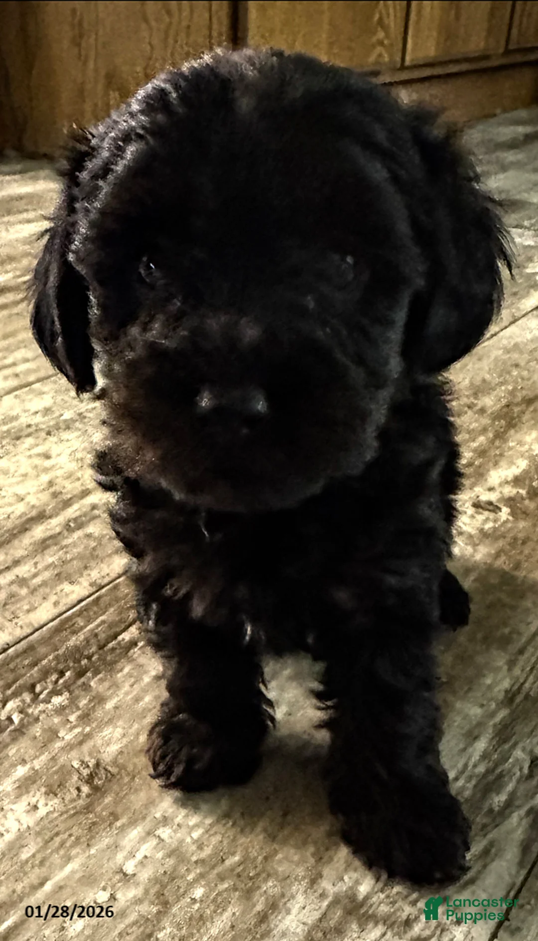 Yorkiepoo dogs for sale: Snoopy - Ad 7