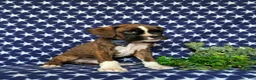 Boxer dogs for sale: Tyrone - Ad 5