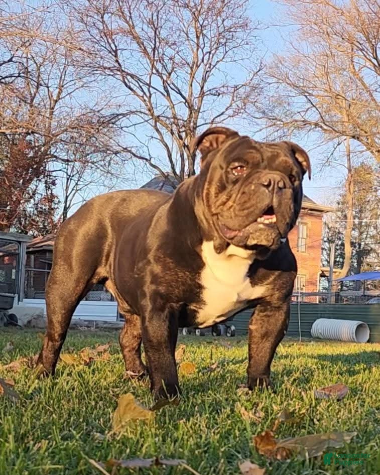 Olde English Bulldogge dogs Forky - Ad 2