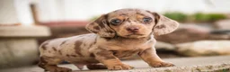 Miniature Dachshund dogs for sale: Pluto - Ad 8