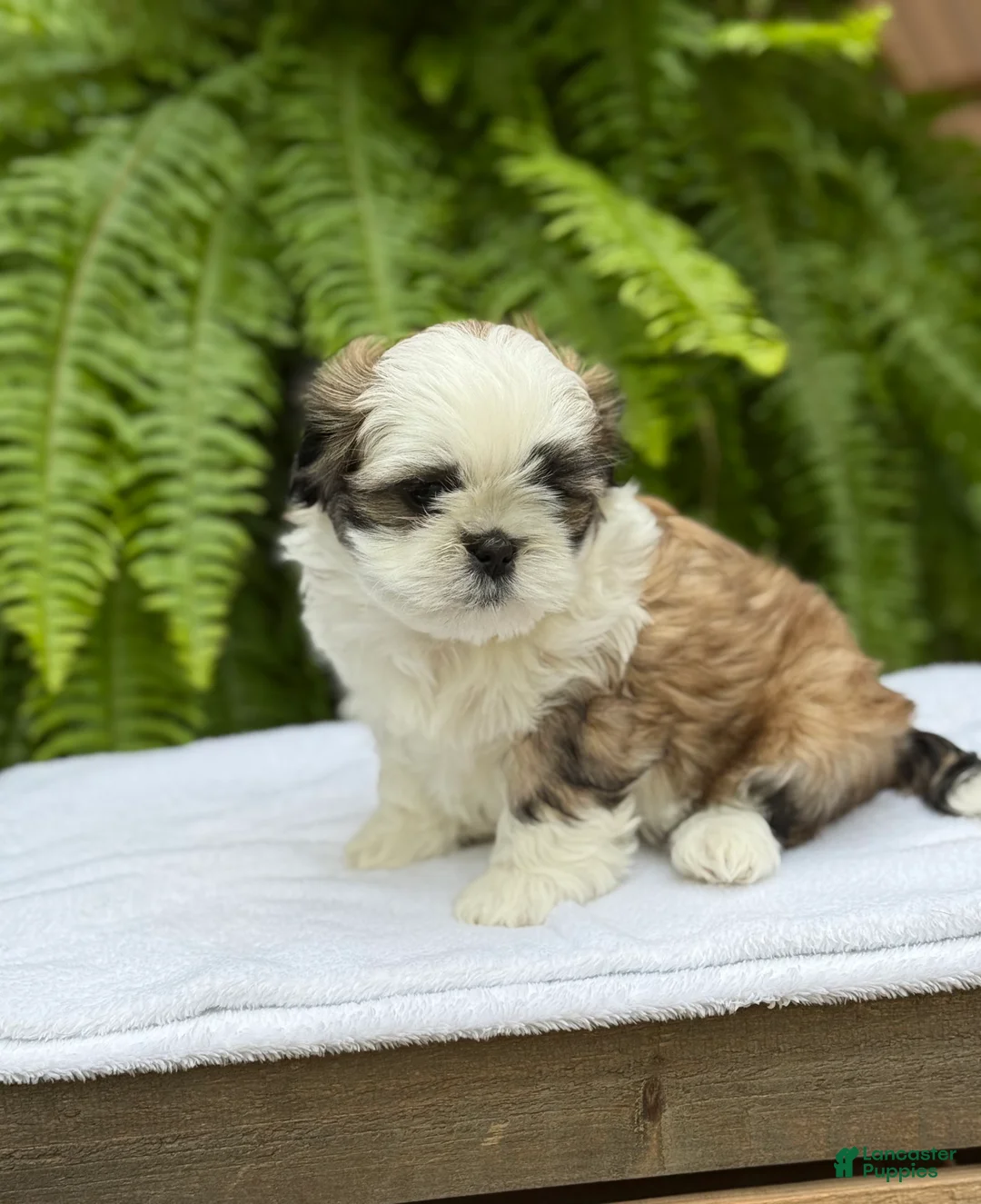 Teddy Bear dogs for sale: Coca-Cola  - Ad 2