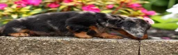 Miniature Dachshund dogs for sale:   Hailey 🎀 - Ad 11