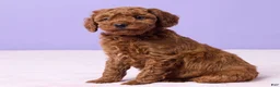 Miniature Poodle dogs for sale: Miniature Poodle Puppy 1 - Ad 2