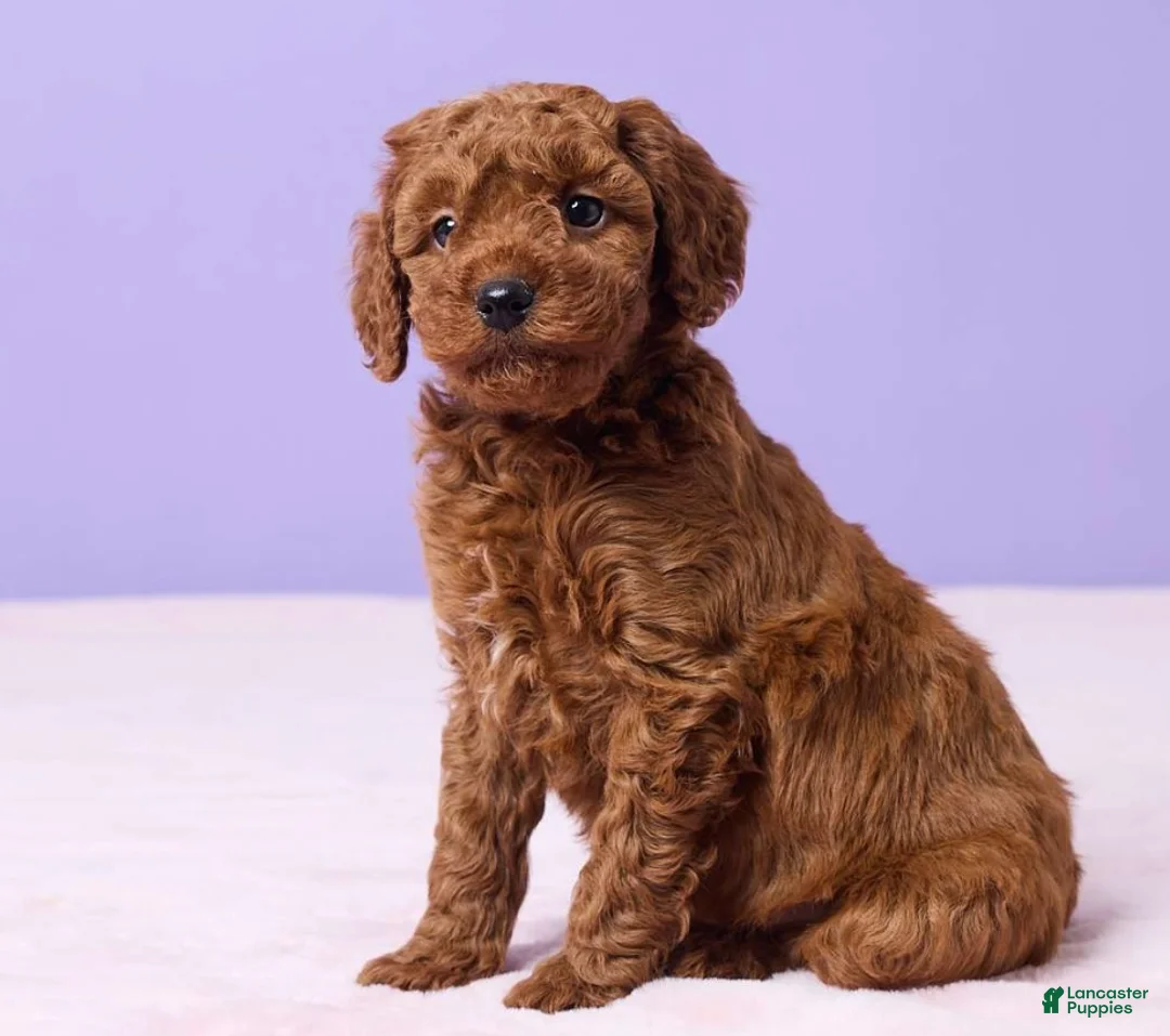 Miniature Poodle dogs for sale: Miniature Poodle Puppy 1 - Ad 2