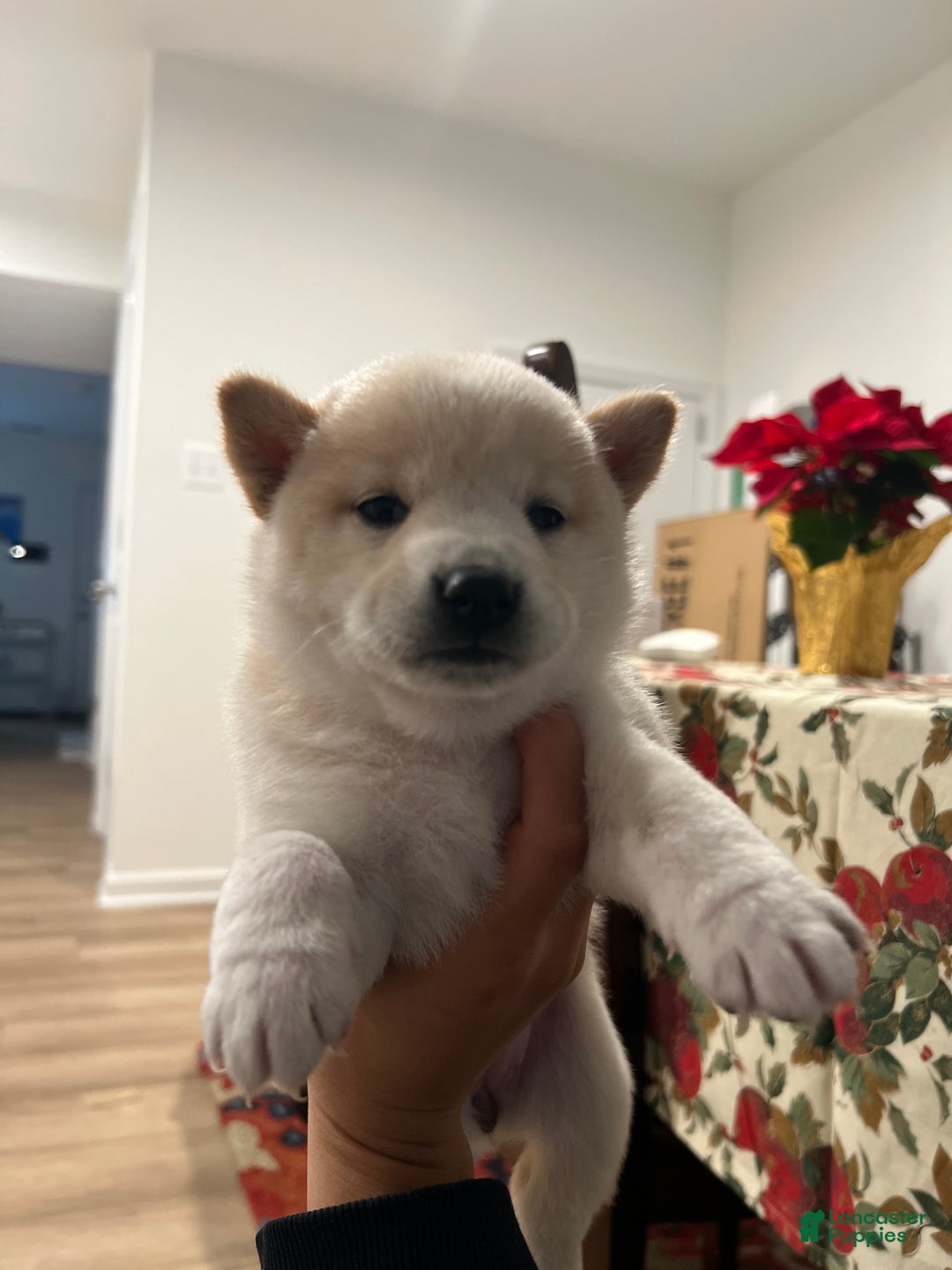 Shiba Inu dogs for sale: Shiba Inu Puppy 3 - Ad 1
