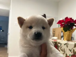 Shiba Inu dogs Shiba Inu Puppy 3 - Ad 33