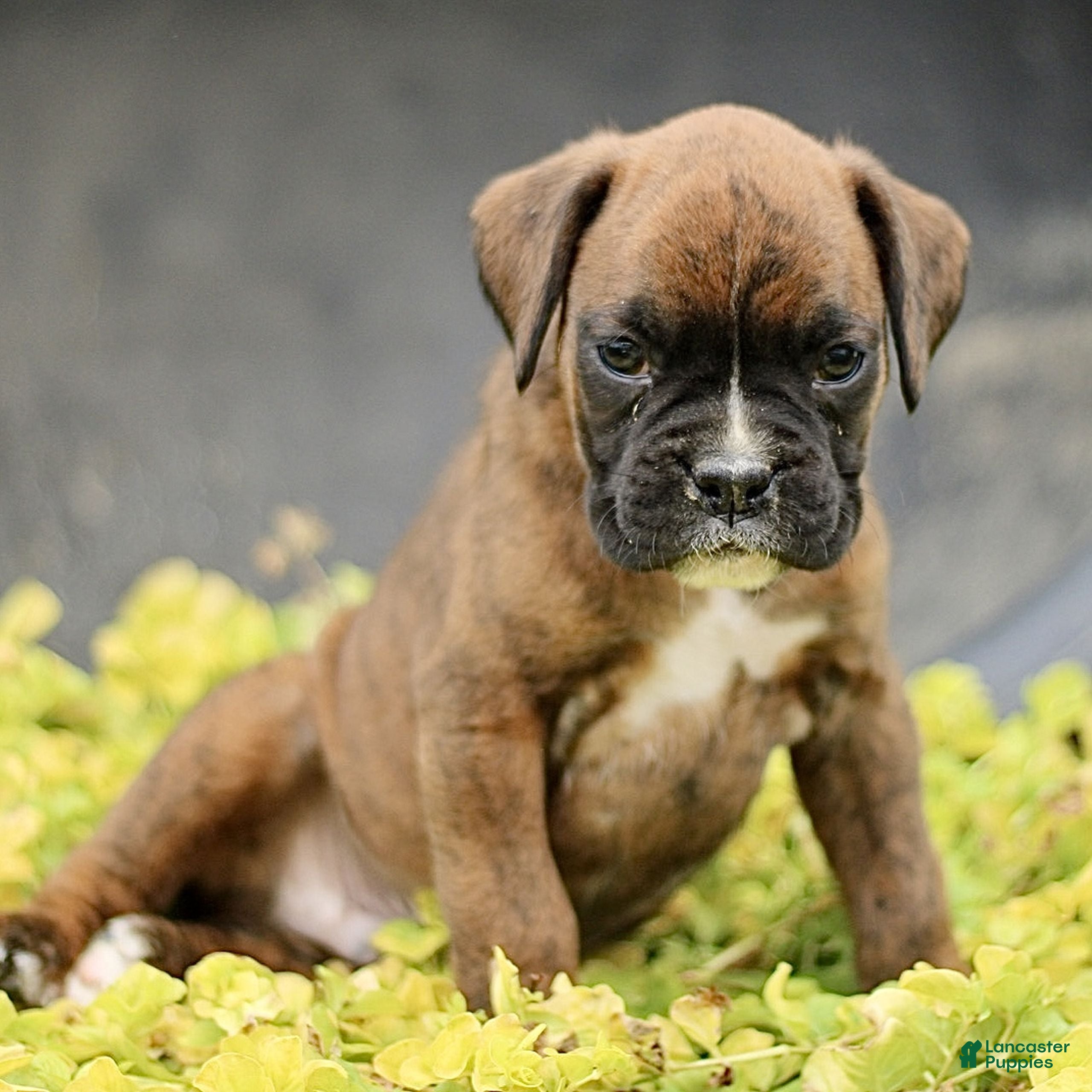 Boxer dogs Tristan  - Ad 2