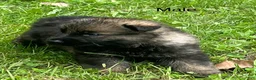 German Shepherd dogs for sale: German Shepherd 1 - Ad 3