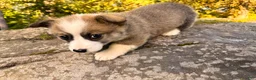 Welsh Corgi Pembroke dogs for sale: Teddy - Ad 11