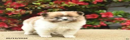 Pomeranian dogs for sale: Blaze  - Ad 3