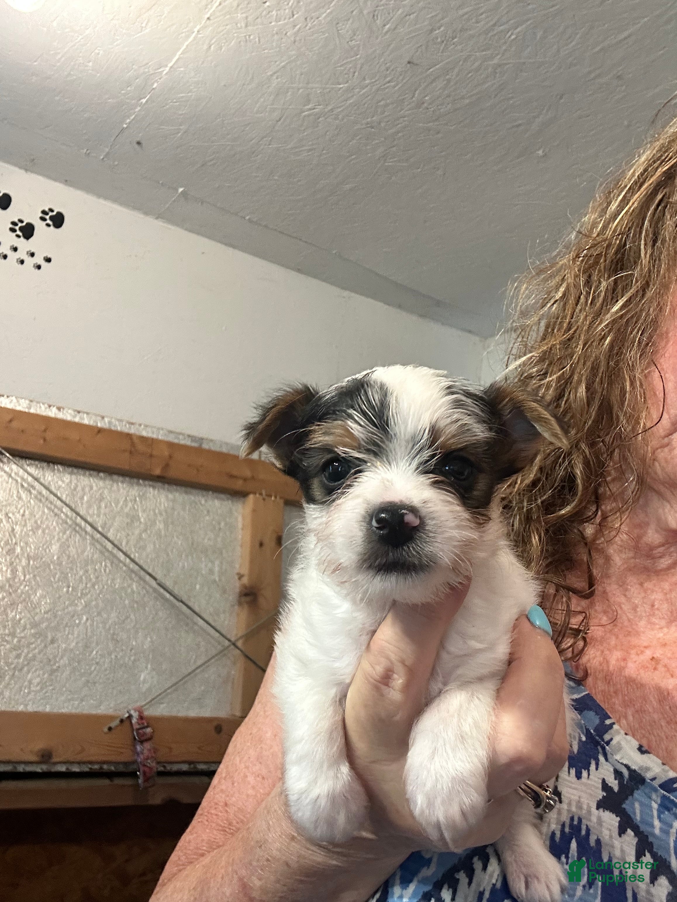 Yorkshire Terrier dogs AKC Peppy - Ad 2