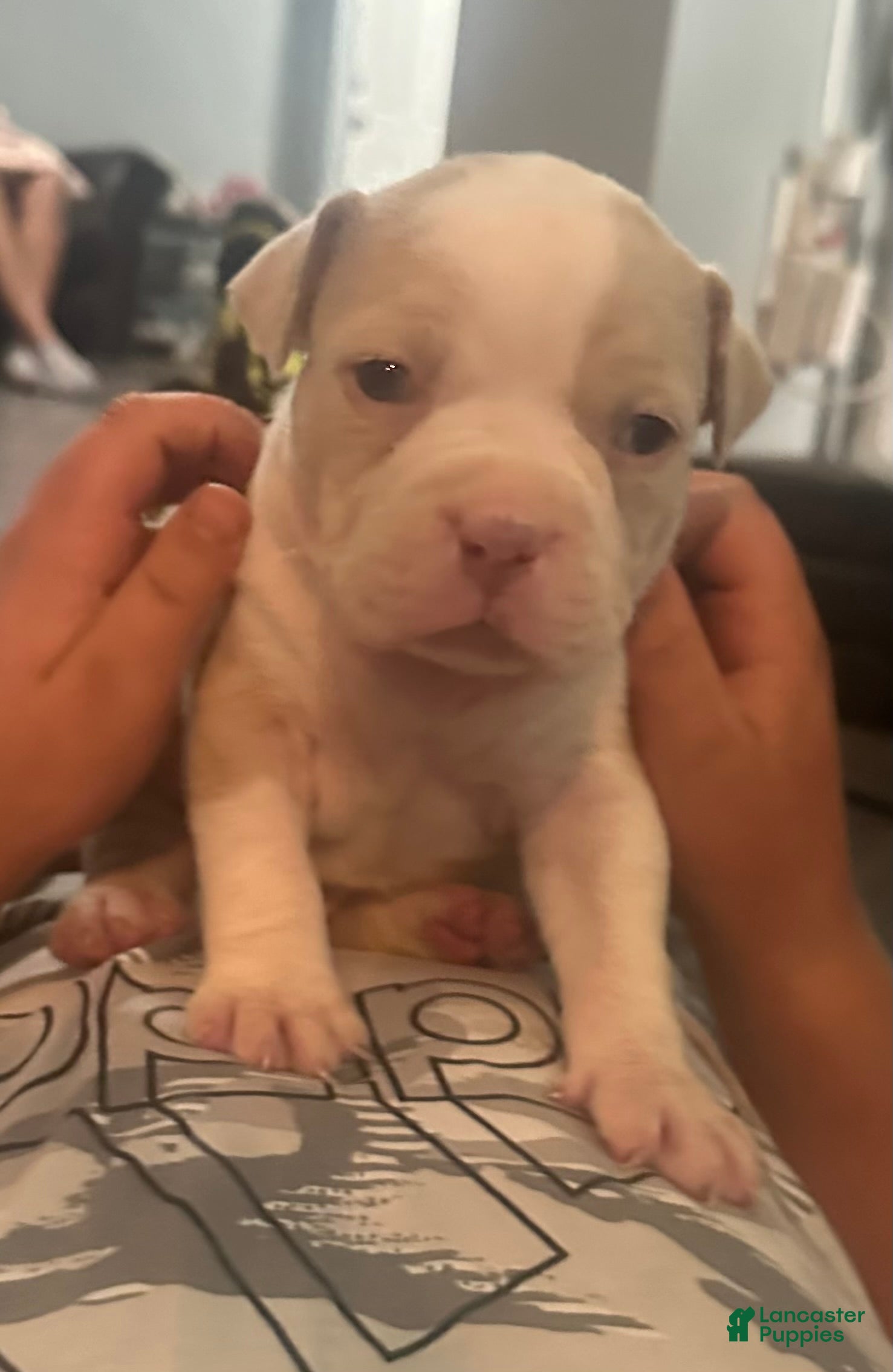 American Bully dogs Clutch  - Ad 26