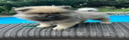 Keeshond dogs for sale: Daisy  - Ad 3