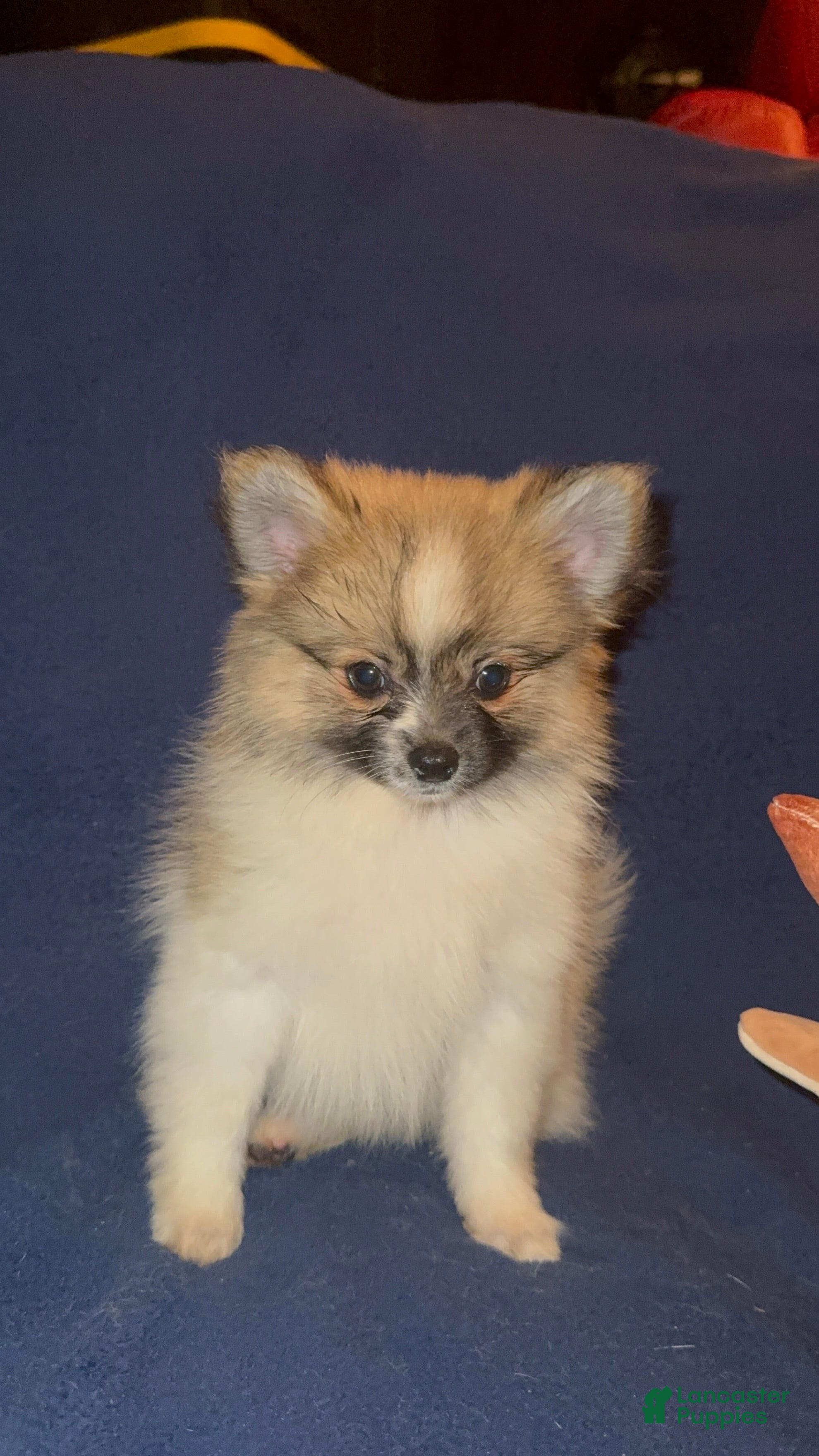 Pomeranian dogs Snickers - Ad 1