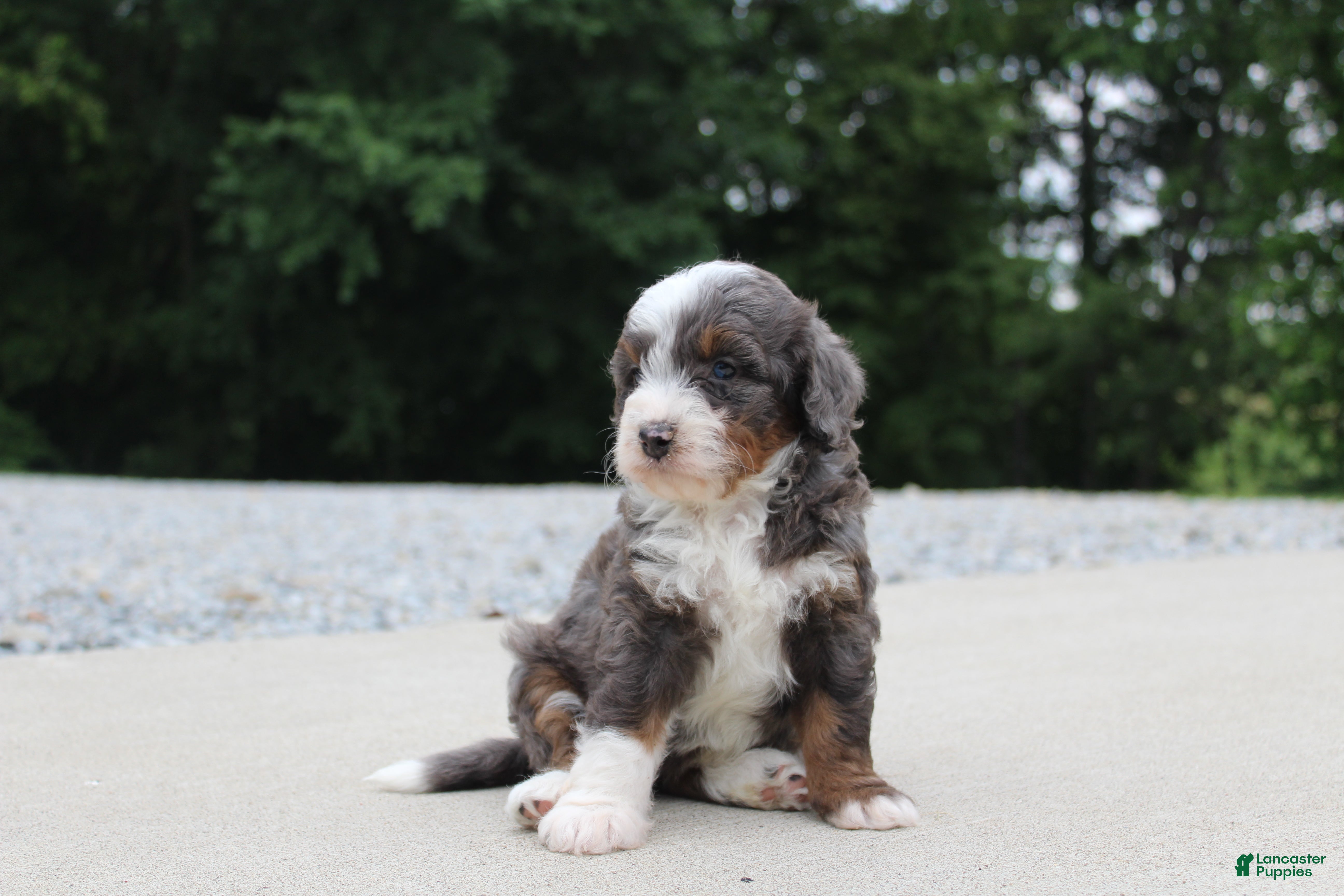 Mini Bernedoodle dogs Sophia - Ad 2