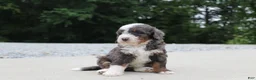 Mini Bernedoodle dogs for sale: Sophia - Ad 2