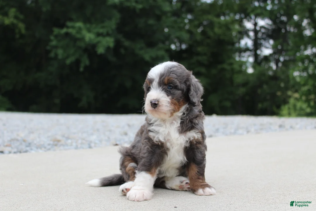 Mini Bernedoodle dogs for sale: Sophia - Ad 2