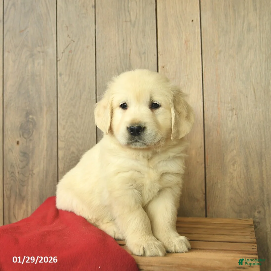 Golden Retriever dogs for sale: Gwen  - Ad 3