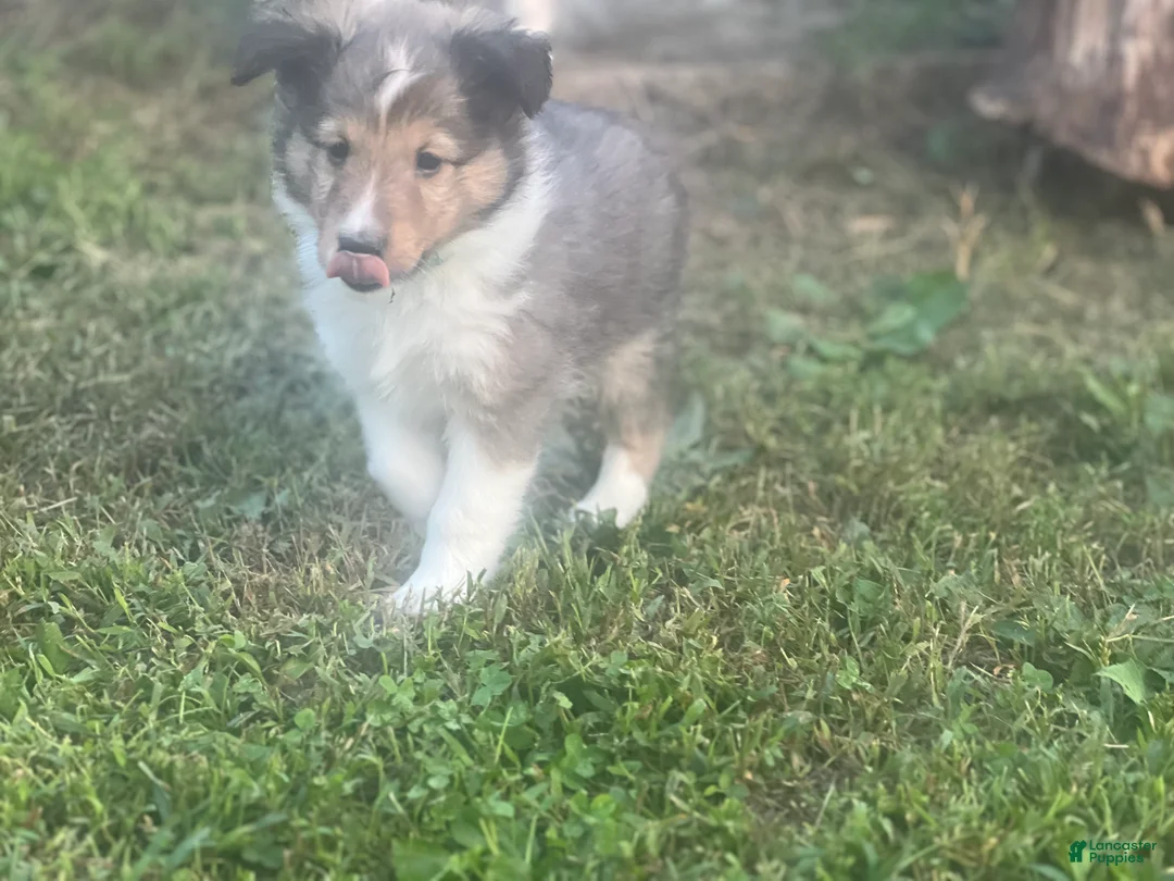 Shetland Sheepdog dogs for sale: Chandler  - Ad 2