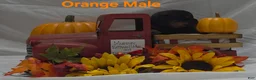 Rottweiler dogs for sale: Orange - Ad 5