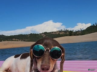 Miniature Dachshund dogs - Ad 11