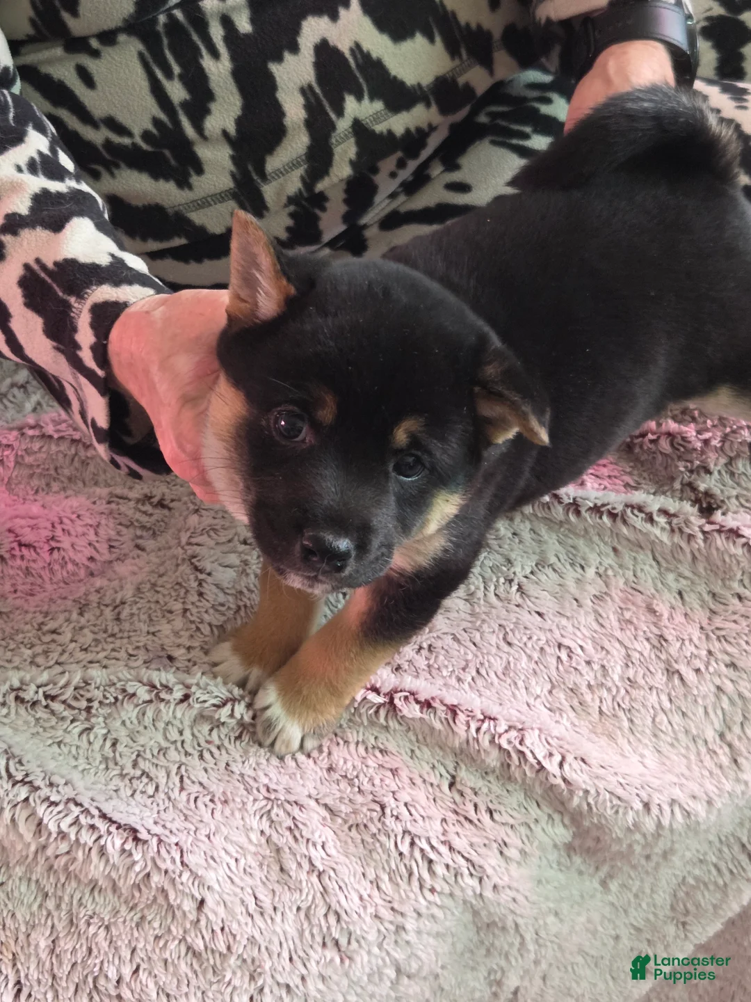 Shiba Inu dogs for sale: Shiba Inu Puppy 4 - Ad 3